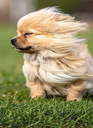 Another Year Blew By Funny Birthday Card  Send a wish with this fun "Another Year Blew By" Birthday card or Ecard to put a smile on someone's face today.
  